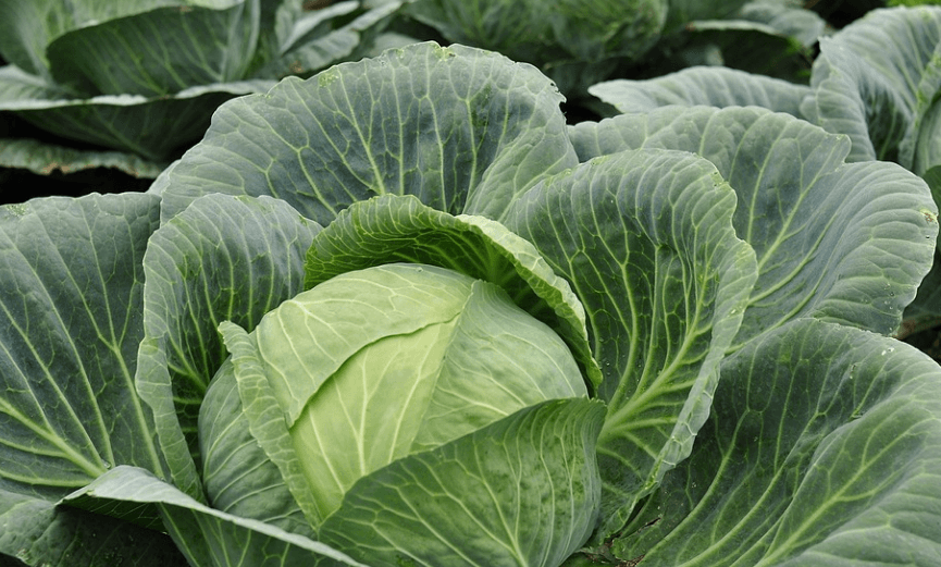 요산 수치 낮추는 음식 양배추