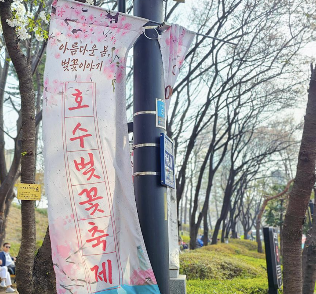 서울 석촌호수 벗꽃 축제 일정