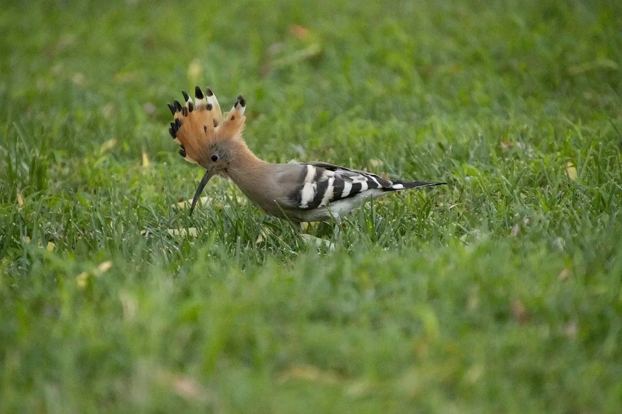 후투티가 혼자 활동하는 시간이 많은 이유