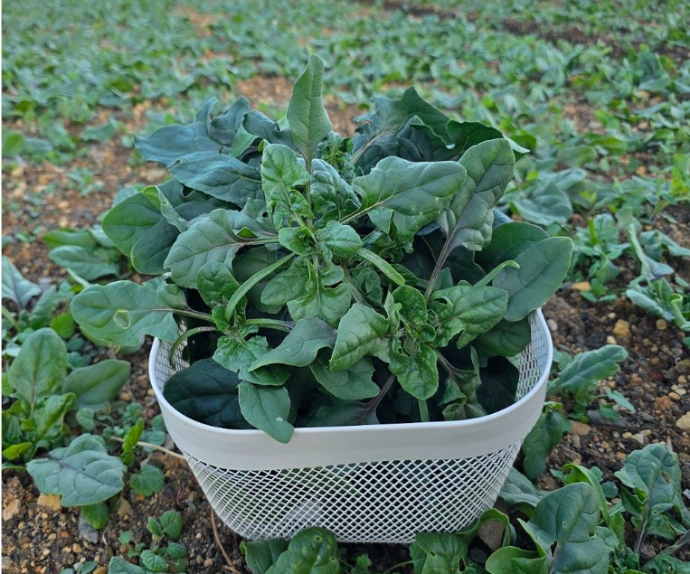 6시내고향 사천 시금치를 바구니에 담은 모습