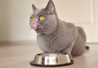밥먹는 고양이