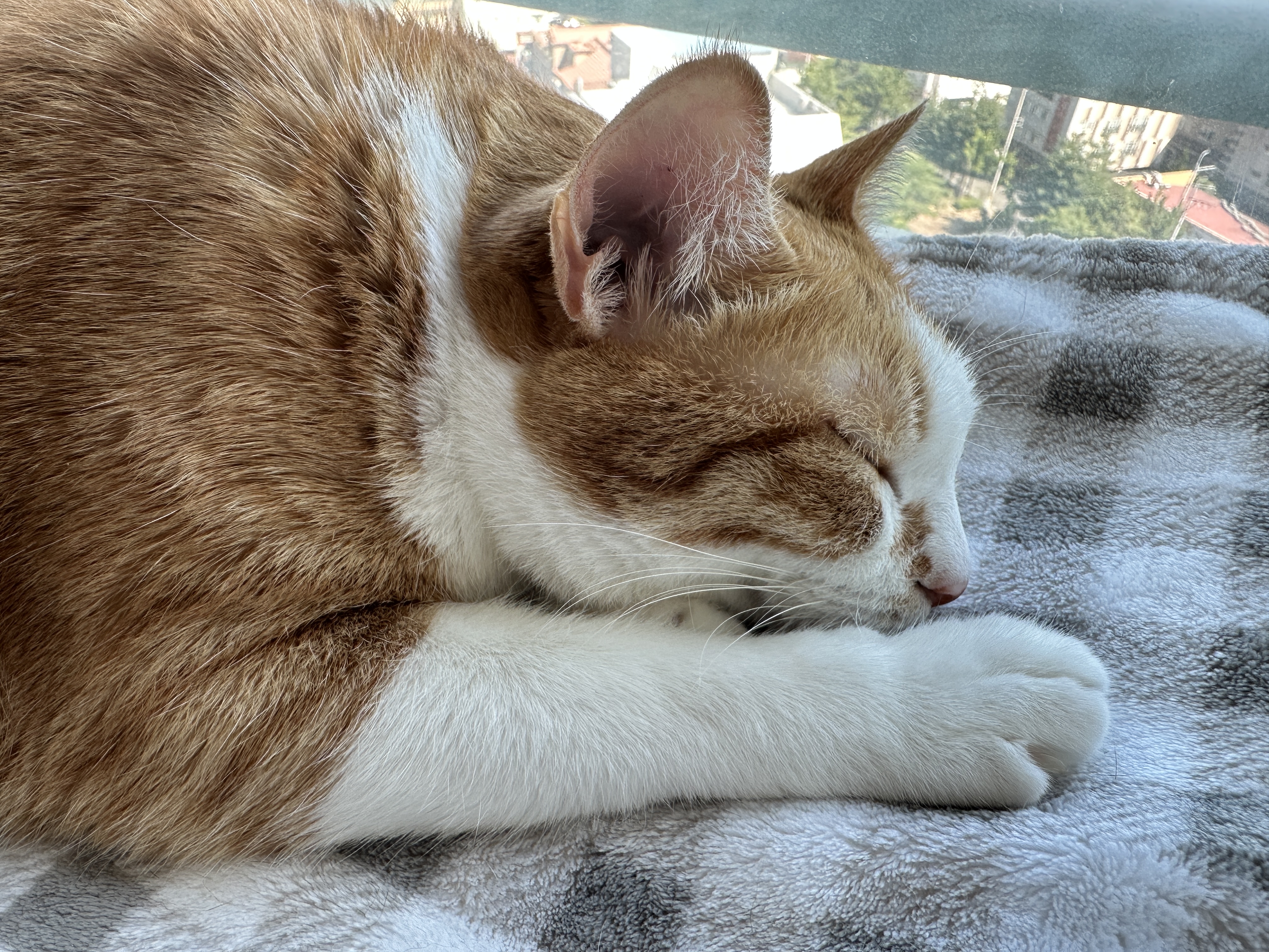 치즈냥이_호야_클로즈업