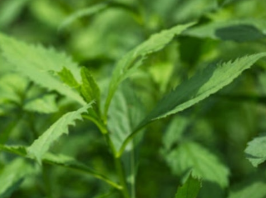 부지깽이 나물의 생태적 특징과 자생 환경 관련 사진