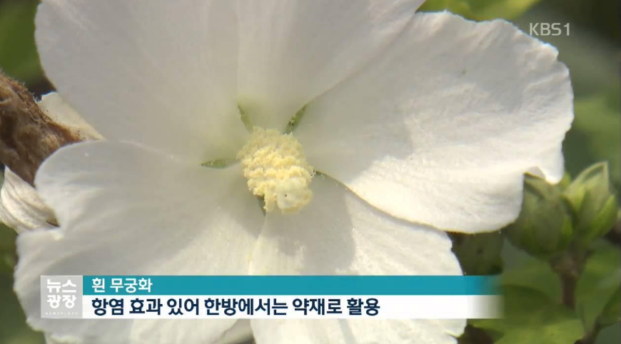 흰 무궁화 이미지