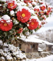 제주 겨울 여행지 동백꽃 명소 추천