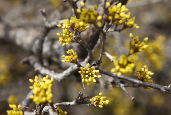 구례산수유꽃축제