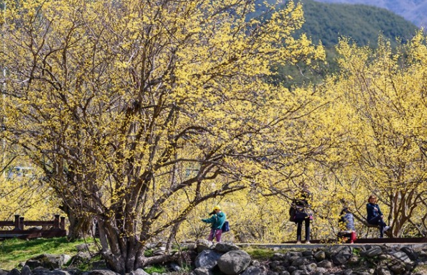 구례 산수유꽃축제