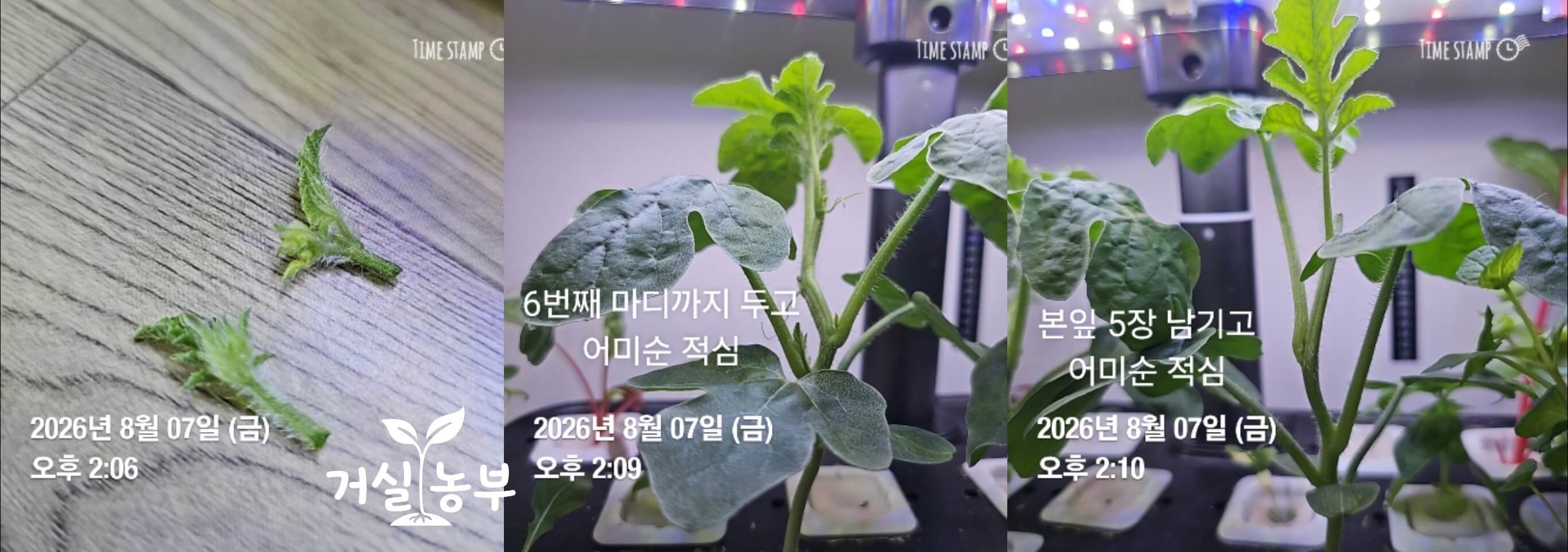 수박 어미줄기를 5마디와 6마디에서 순지르기 적심한 모습