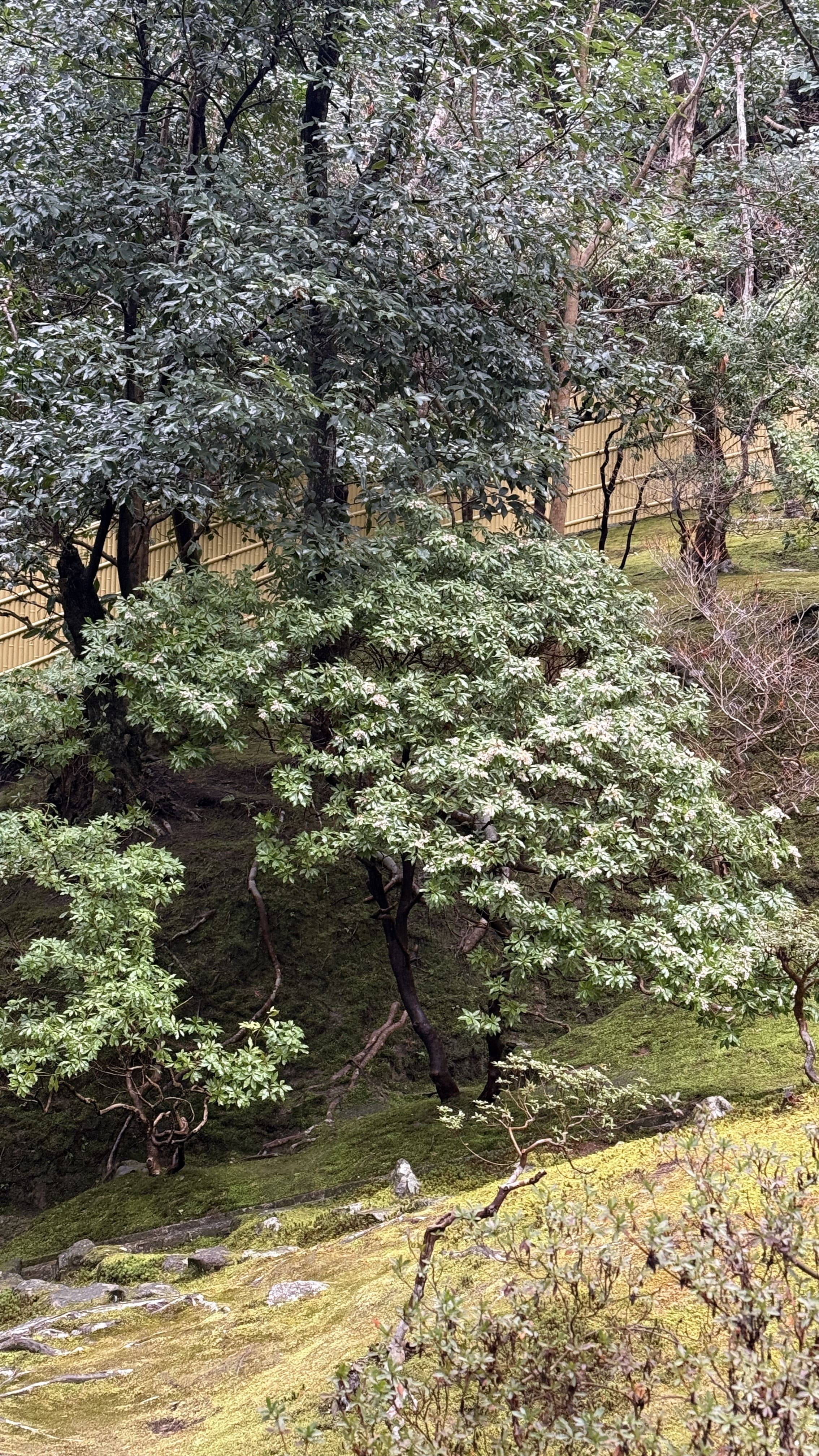 교토-꼭-가봐야-할-곳-교토-은각사-긴카쿠지-조용한-산책-코스-추천