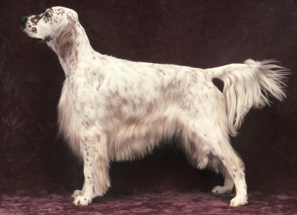 옆을 향하는 잉글리쉬 세터.