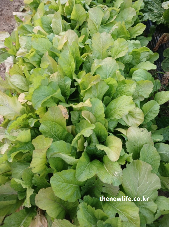 갓 효능 - 혈관 건강에 도움을 주는 신선한 갓 밭의 실제 모습