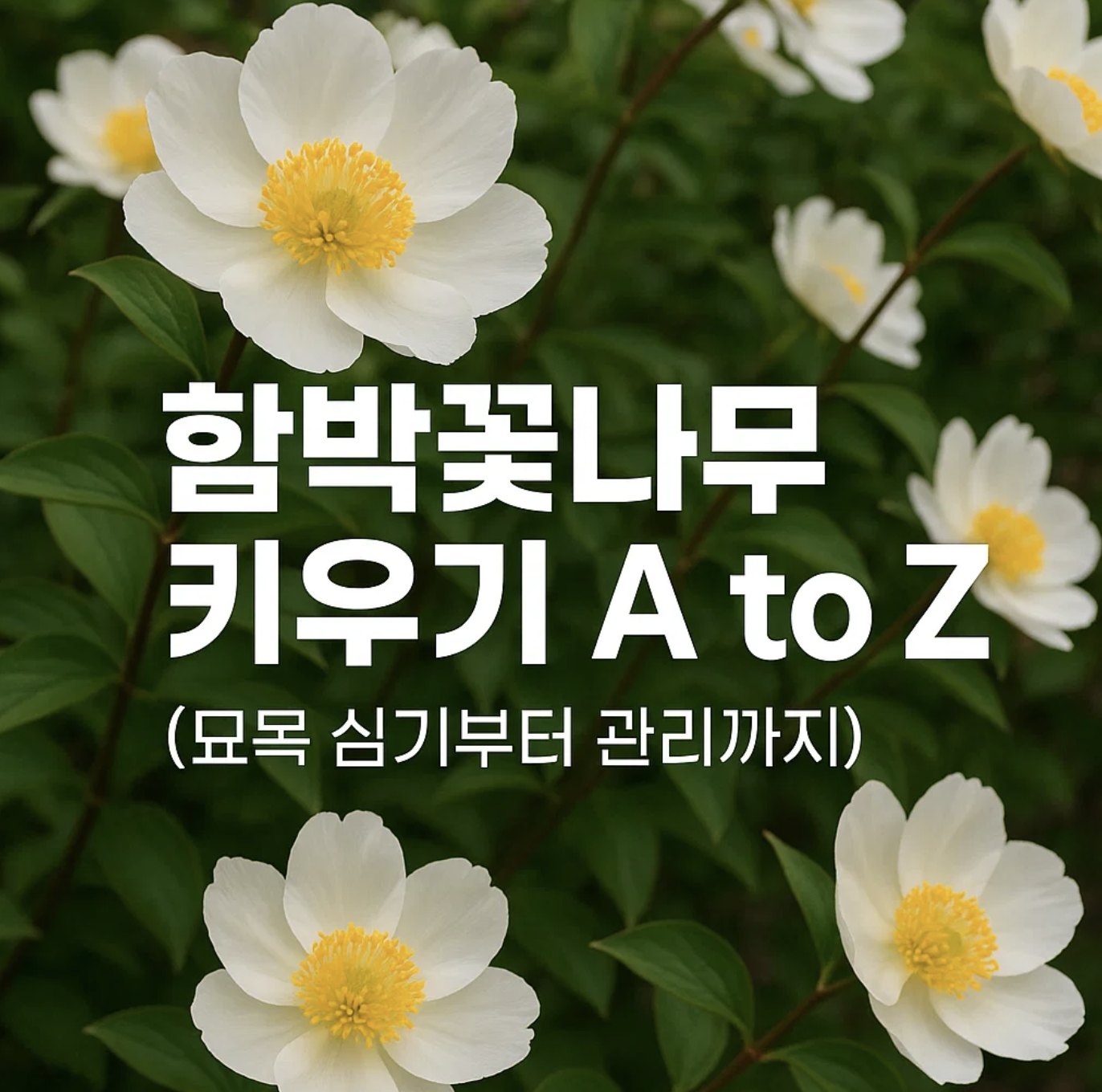 함박꽃나무 키우기 A to Z (묘목 심기부터 관리까지)