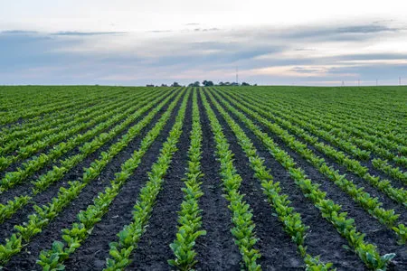 사탕무 재배 봄 파종 당도 관리 수확 보관_3