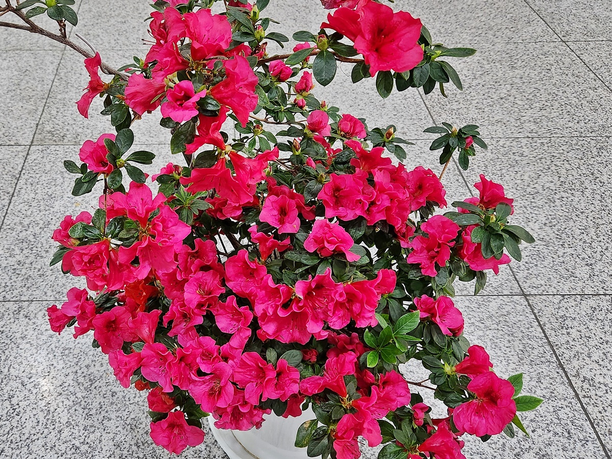 아젤리아(서양철쭉)