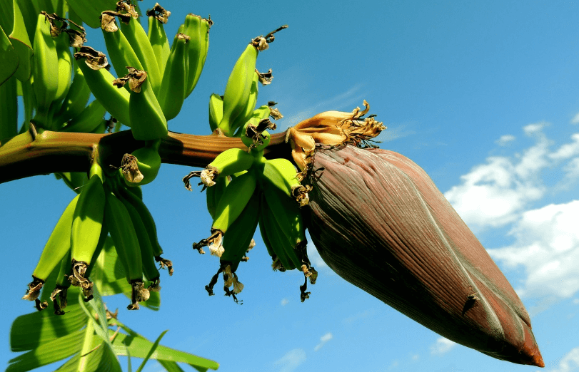아침 공복 음식으로 좋은 바나나가 나무에 열린 사진