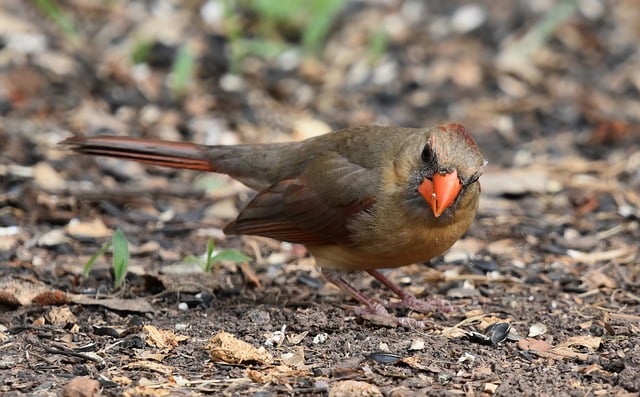 들깨 파종시기 바로 보기 2