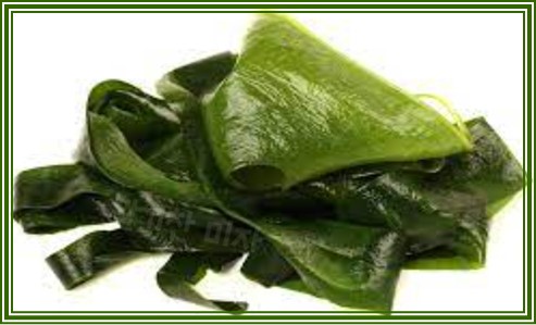 산모 미역 추천 이유