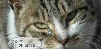 고양이가 눈물 흘리는 이유 눈물관리 가이드_9