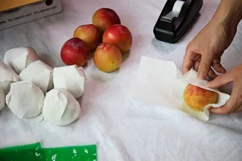 자두 보관법 수확시기 효능 자두청 만들기_13