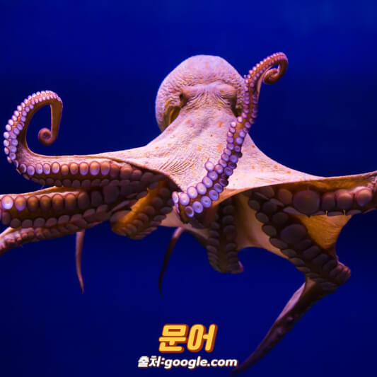 문어