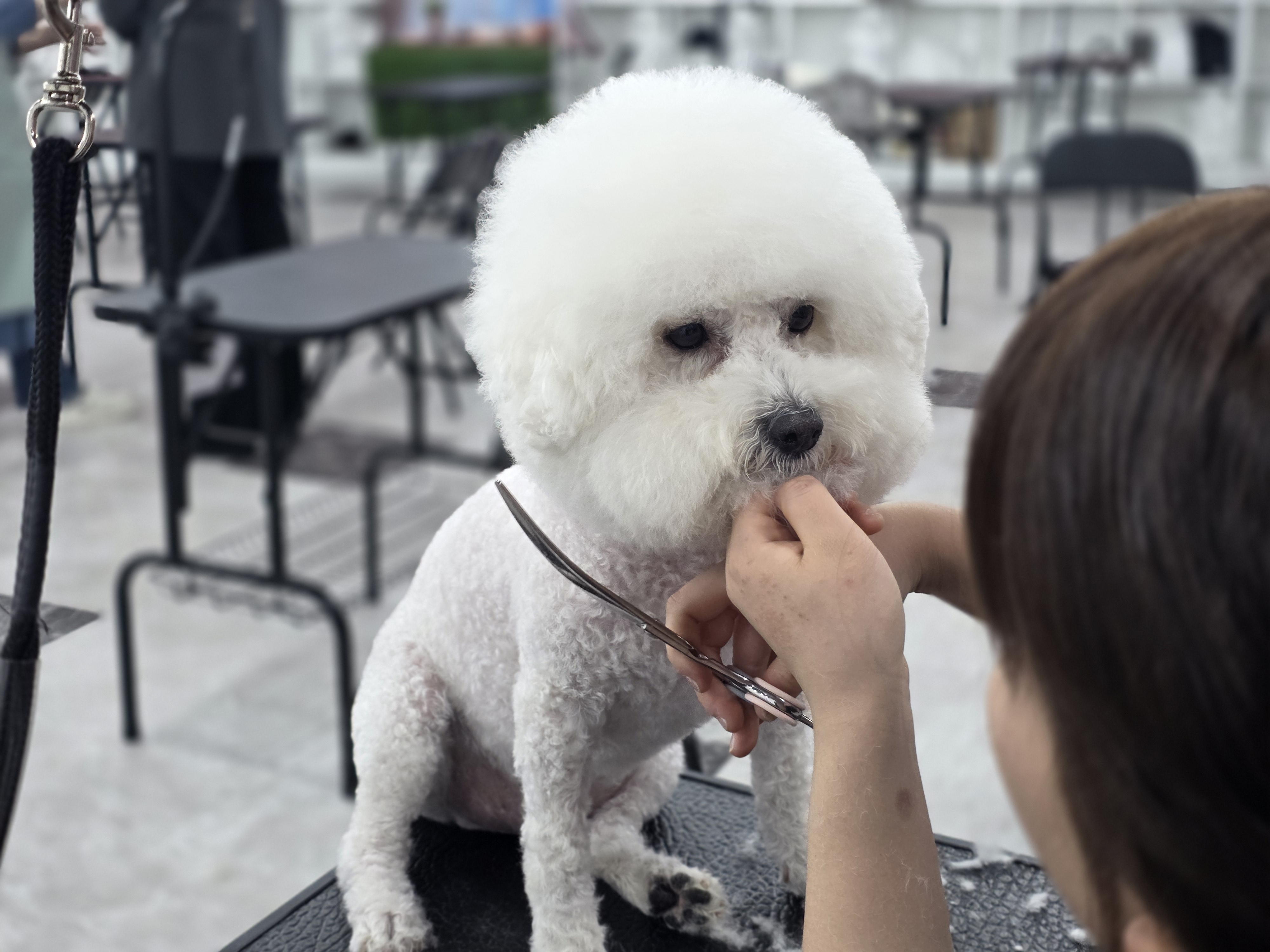 송도애견미용학원 취업과 창업
