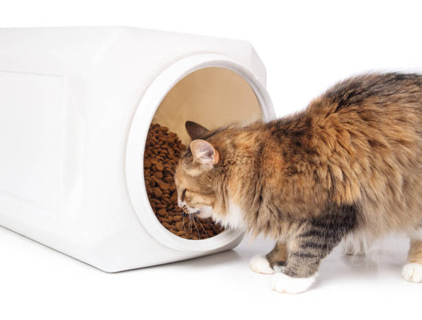 사료 보관 방법 &ndash; 올바른 보관법