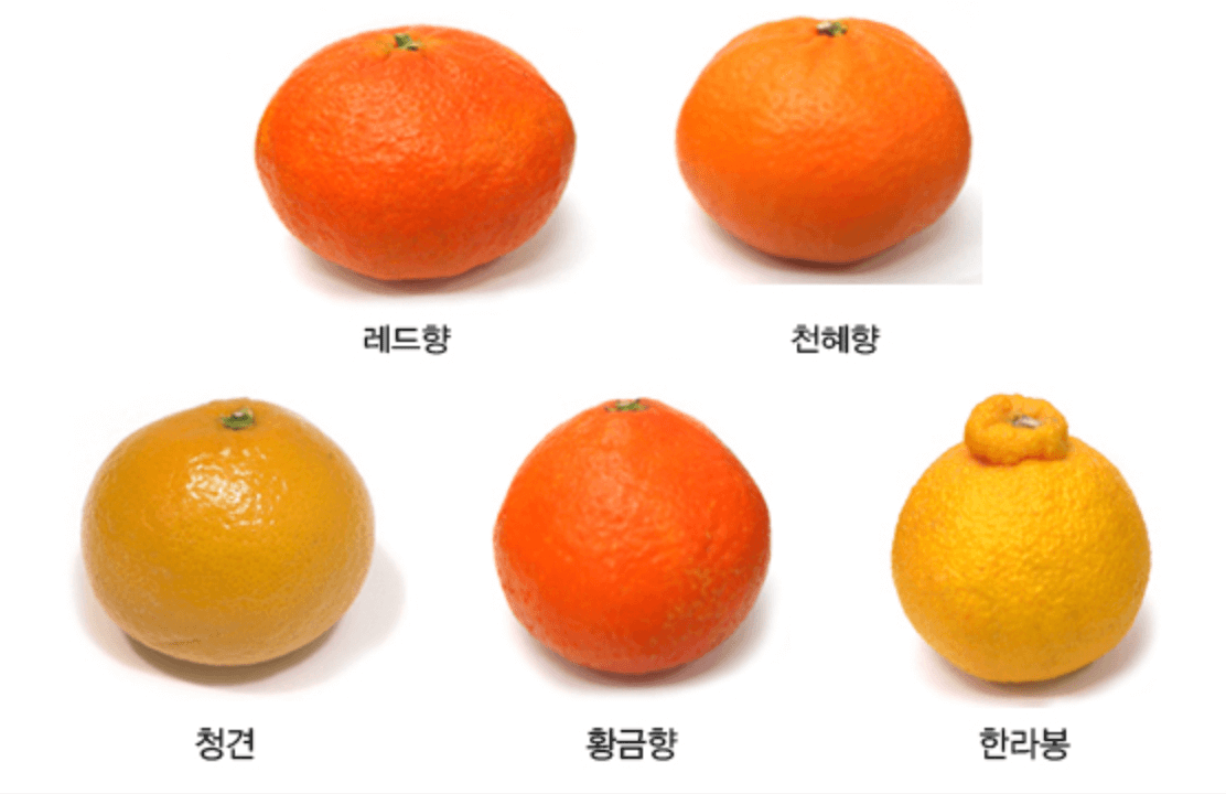 [한눈에 쏙!] 한라봉&#44; 천혜향&#44; 레드향 등 만감류의 차이점