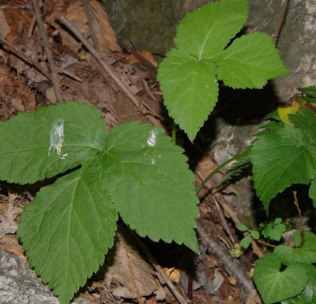 참나물 효능과 부작용 칼로리
