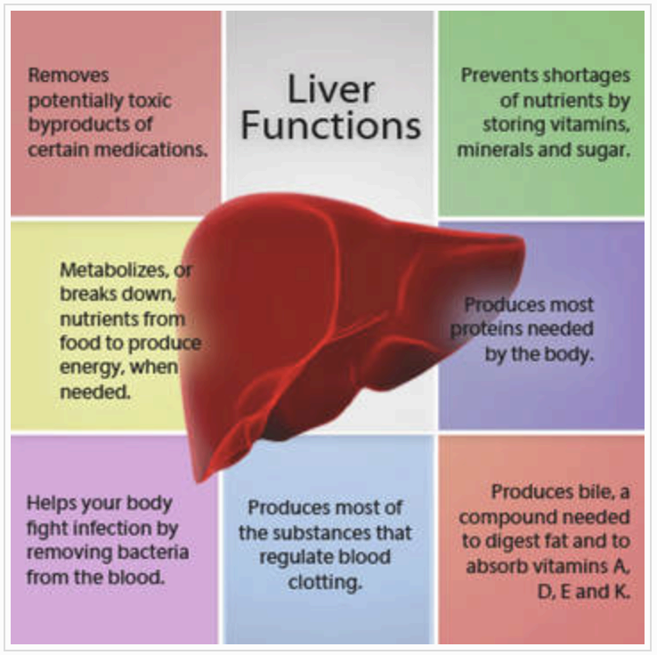 Liver functions