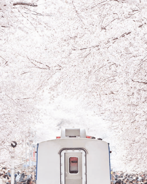 2023 진해군항제 벚꽃축제