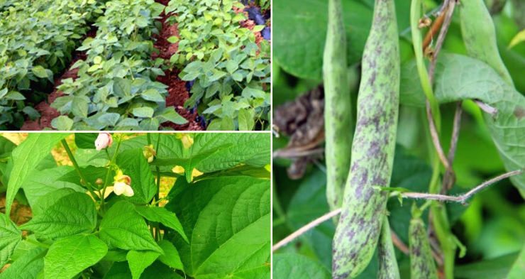 밭에 있는 호랑이콩