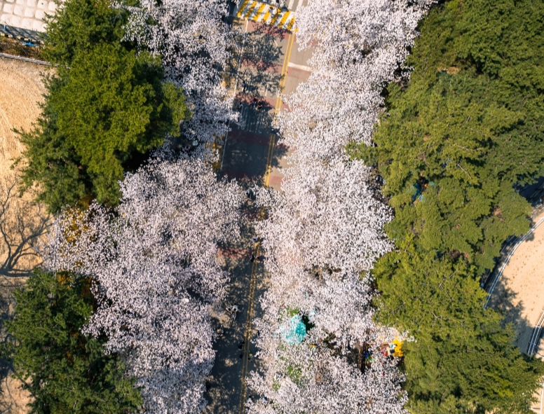 렛츠런파크 벚꽃이미지