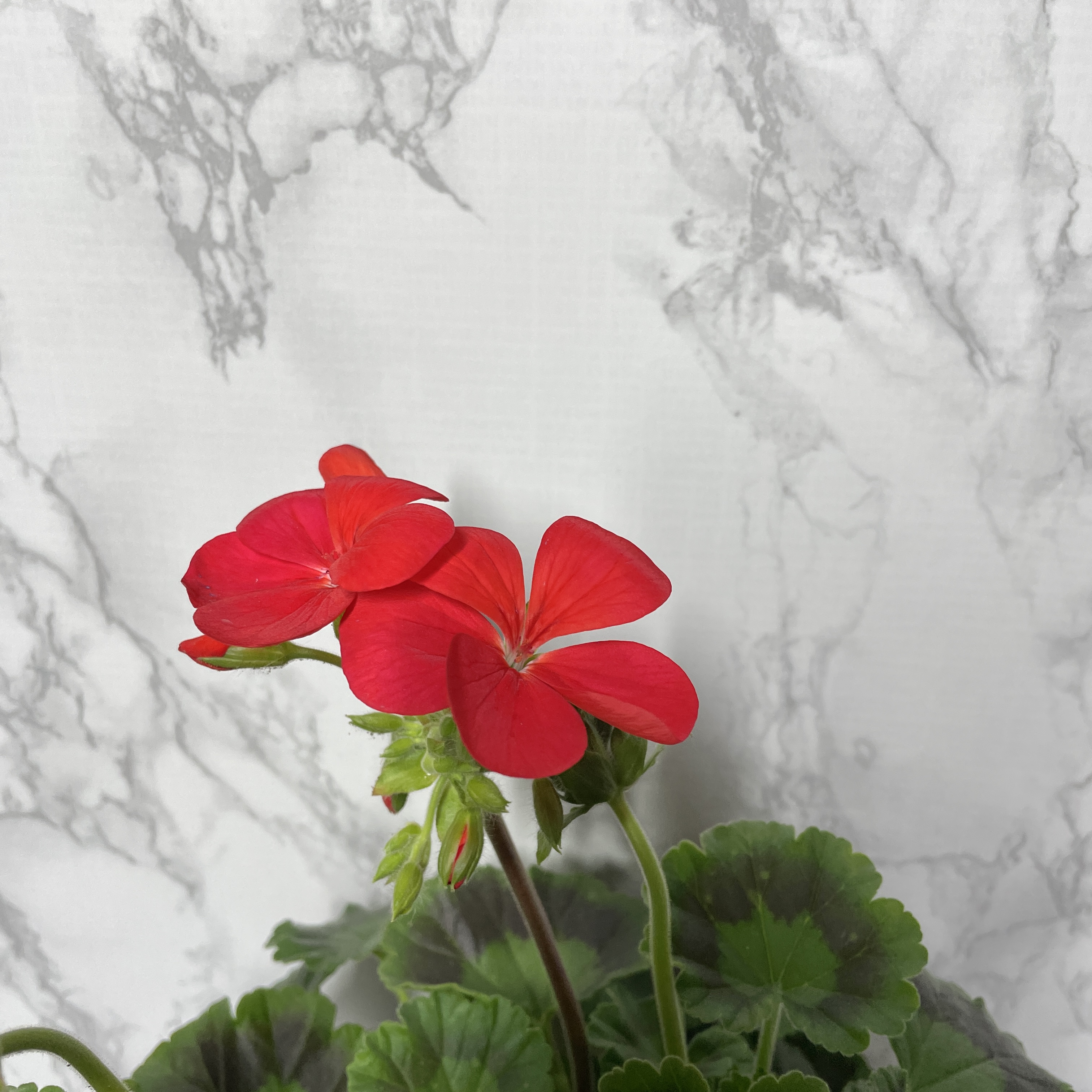 제라늄 키우기 종류 화분 꽃