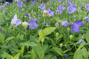 도라지차 효능07