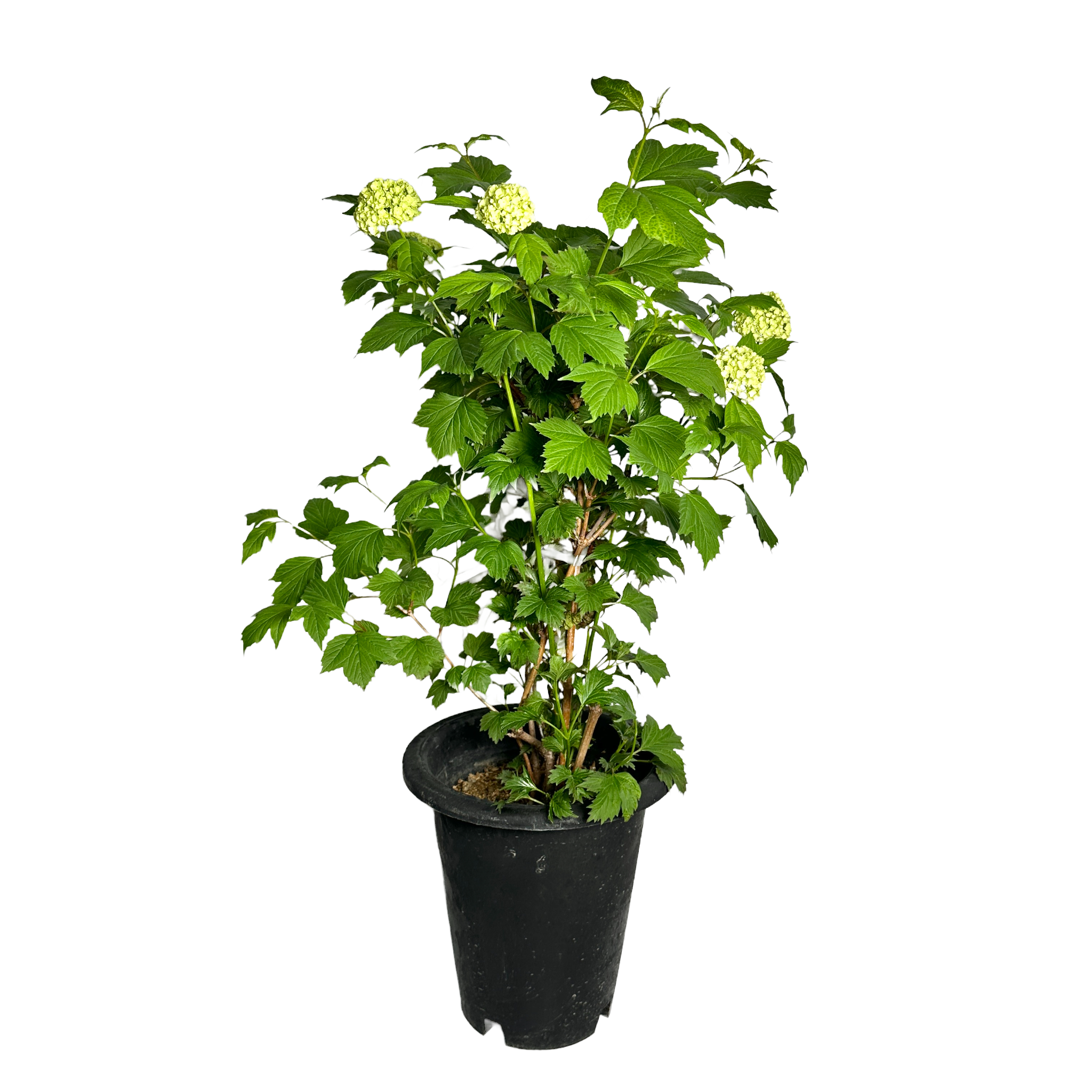 불두화 키우기 수국 꽃 목수국 