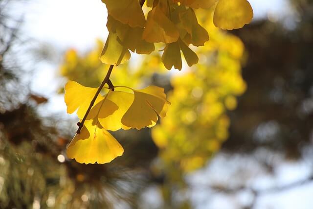 은행잎 보관법 관련 사진