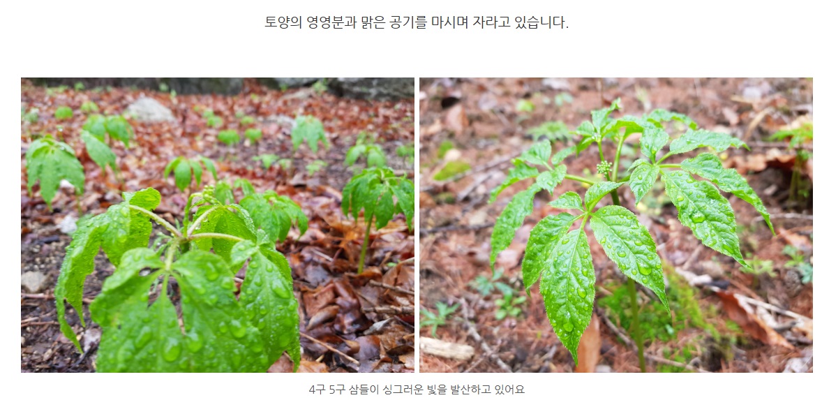 극한직업-산양삼-