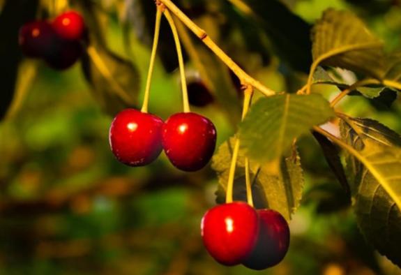 타트체리 부작용 효능