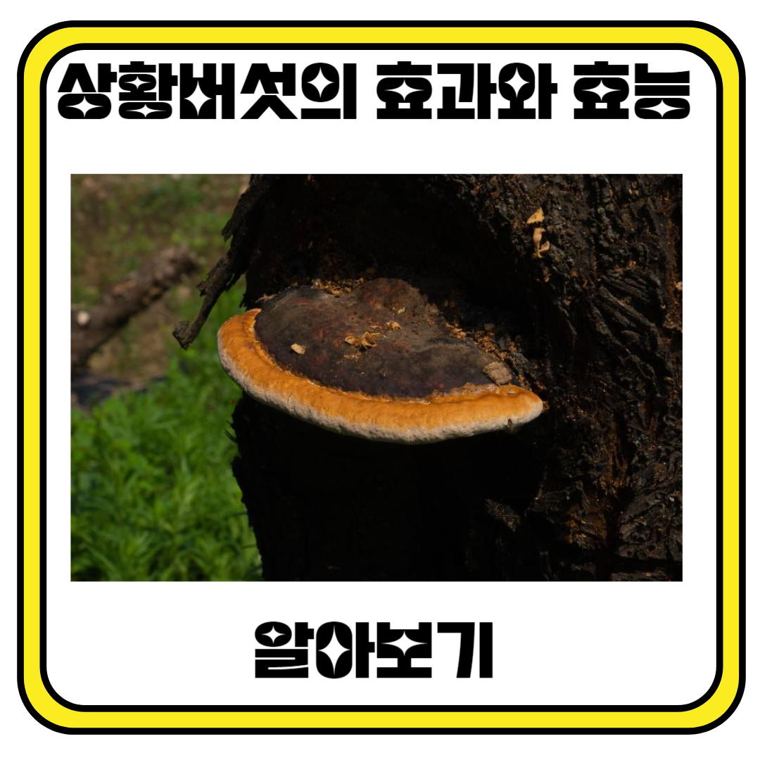 상황버섯의 효과와 효능