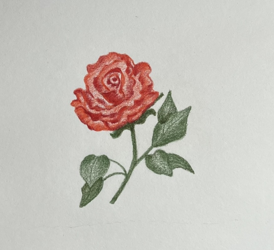 장미 드로잉 꽃 그리는 법