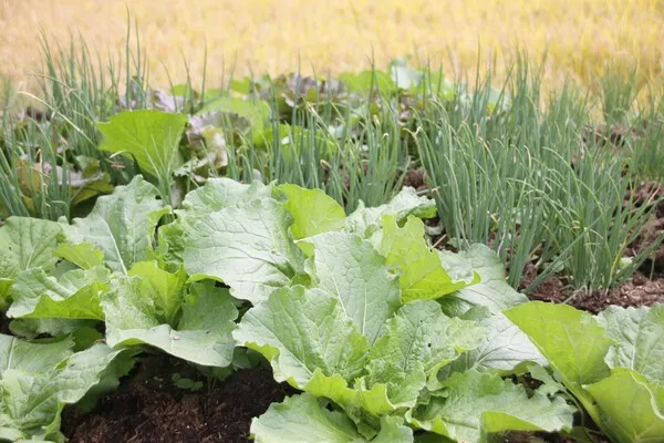 가을 텃밭 작물 추천 상추 열무 시금치 쌈채소 재배법_8