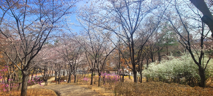 성서 계명대학교 벚꽃 길1