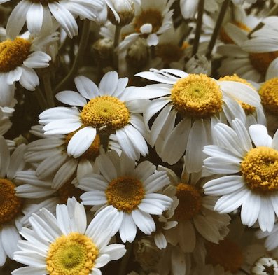 구내염에 좋은 음식 - 카모마일