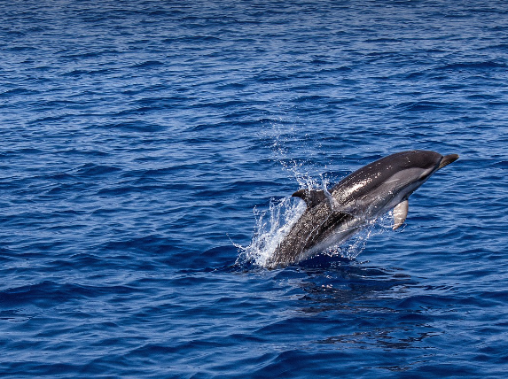 제주도 도구리알 정보 안내