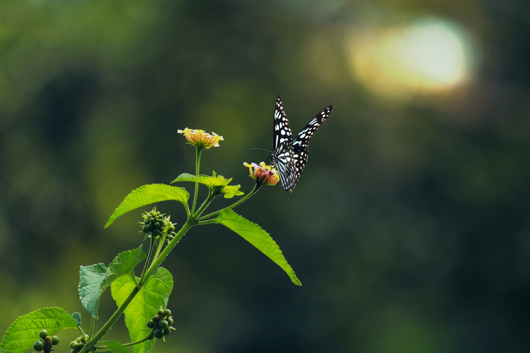 Metamorphosis
