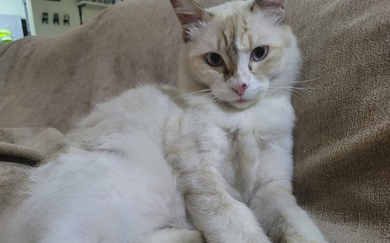 고양이 배마사지