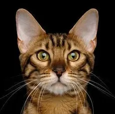 뱅갈의 특징과 기르는 방법