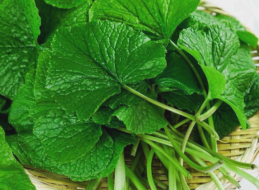 요즘 SNS에서 난리 난 '와사비잎 추출물', 다이어트 효과 정말 있을까? 효능, 부작용, 가격, 제품 총정리!