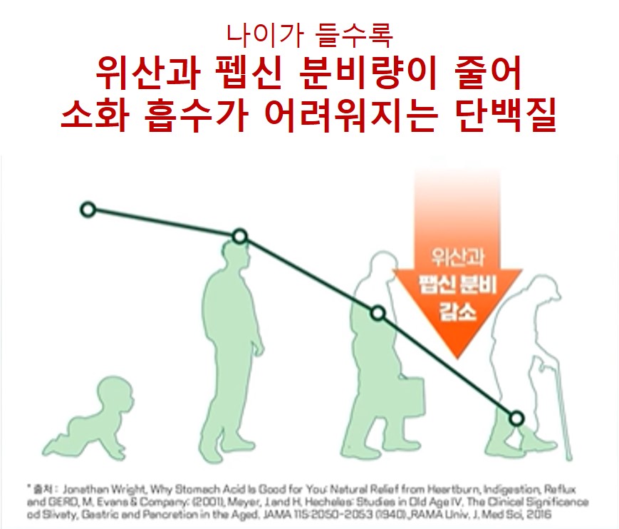 단백질