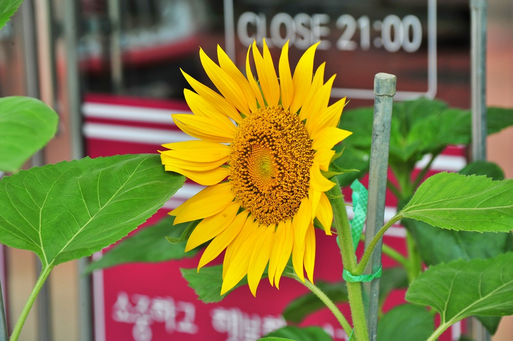 해바라기